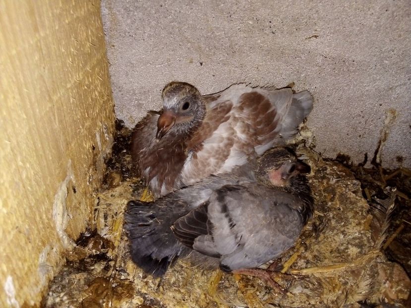  - Pui de porumbei voiajori 2019