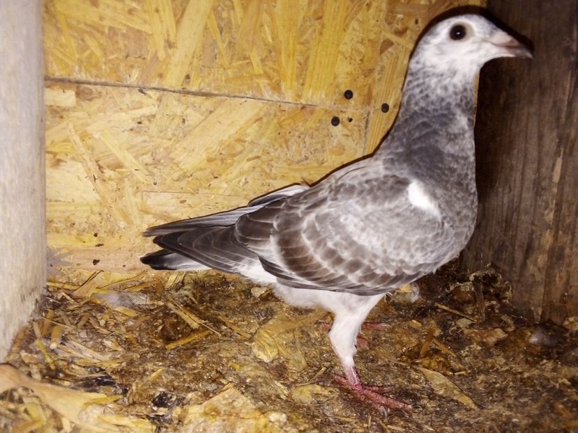  - Pui de porumbei voiajori 2019