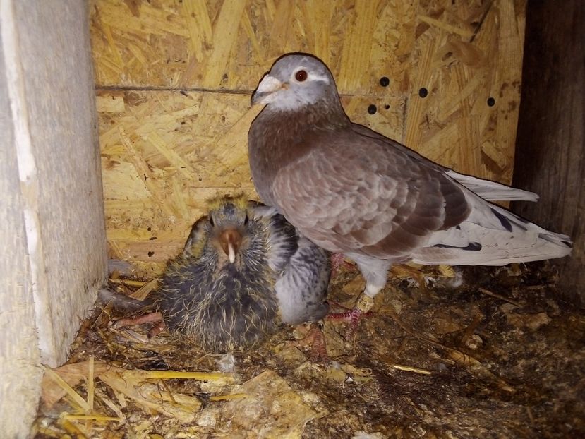  - Pui de porumbei voiajori 2019