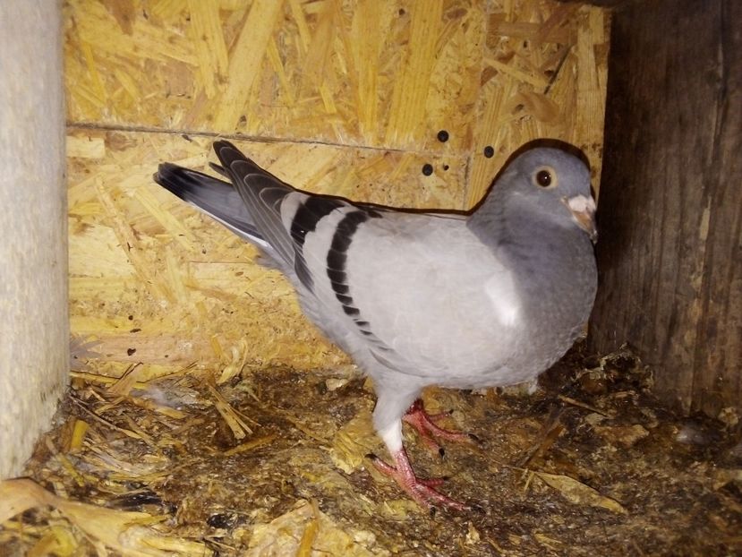  - Pui de porumbei voiajori 2019