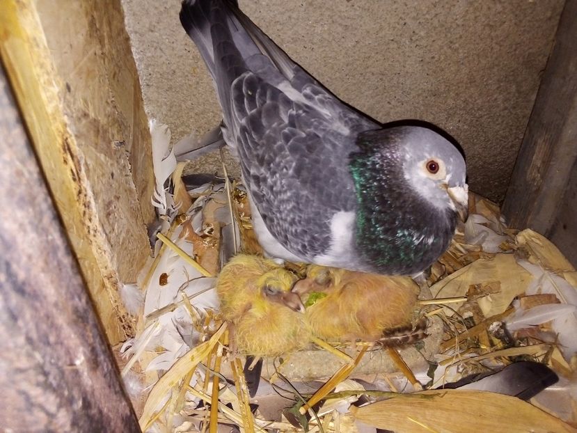  - Pui de porumbei voiajori 2019