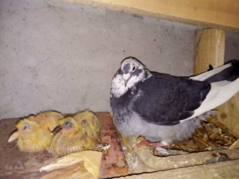  - Pui de porumbei voiajori 2019