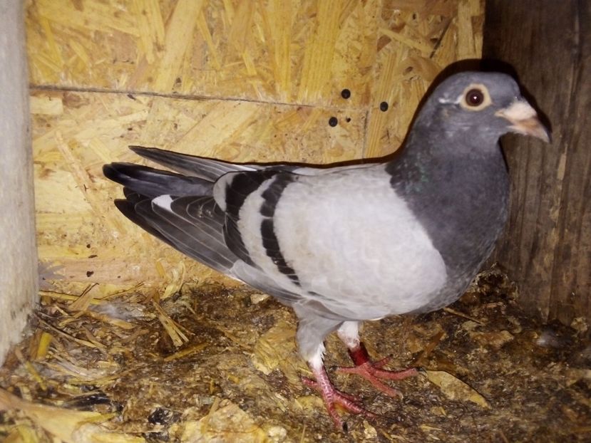  - Pui de porumbei voiajori 2019