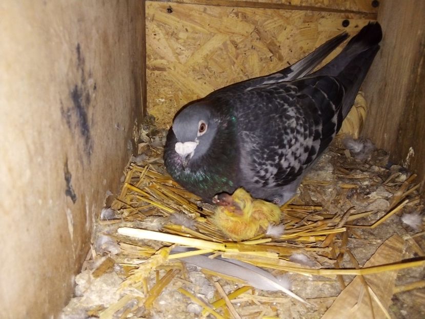  - Pui de porumbei voiajori 2019