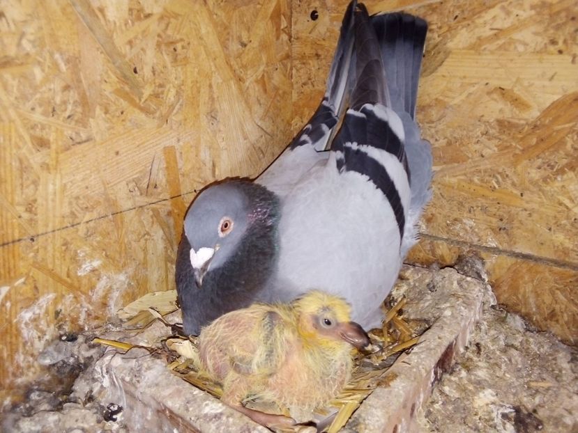  - Pui de porumbei voiajori 2019