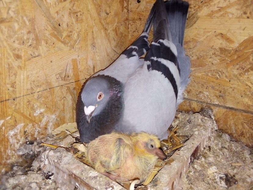  - Pui de porumbei voiajori 2019