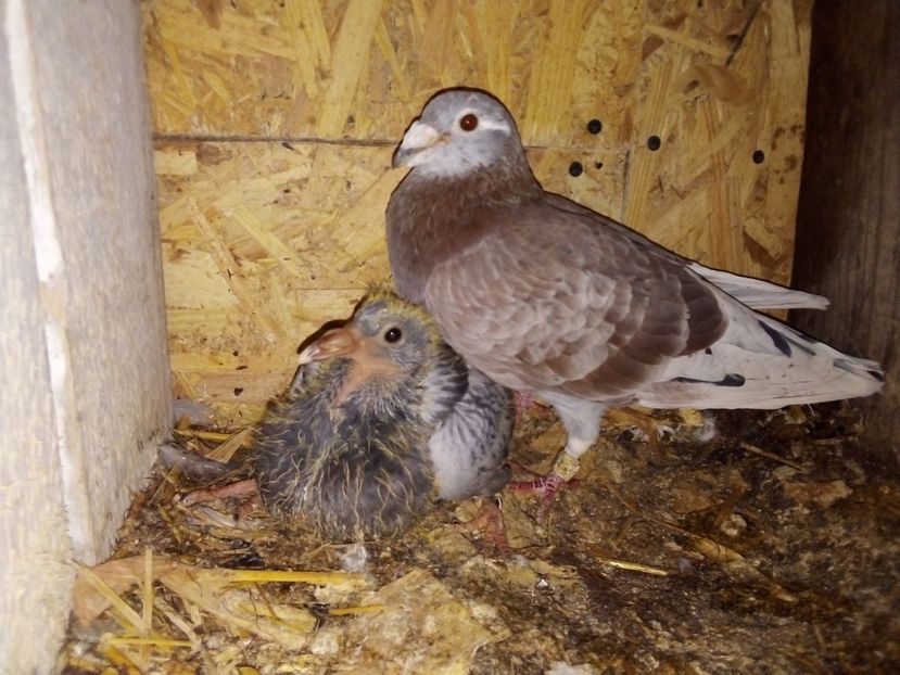  - Pui de porumbei voiajori 2019