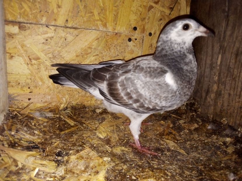  - Pui de porumbei voiajori 2019