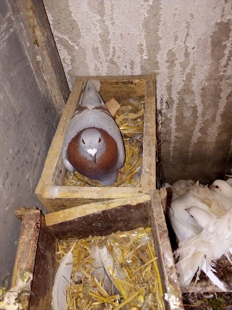  - Pui de porumbei voiajori 2019