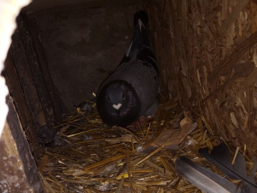  - Pui de porumbei voiajori 2019