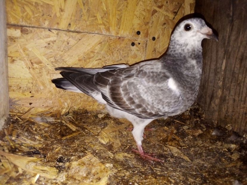  - Pui de porumbei voiajori 2019