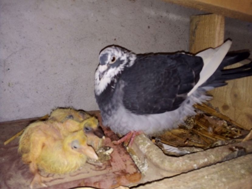  - Pui de porumbei voiajori 2019