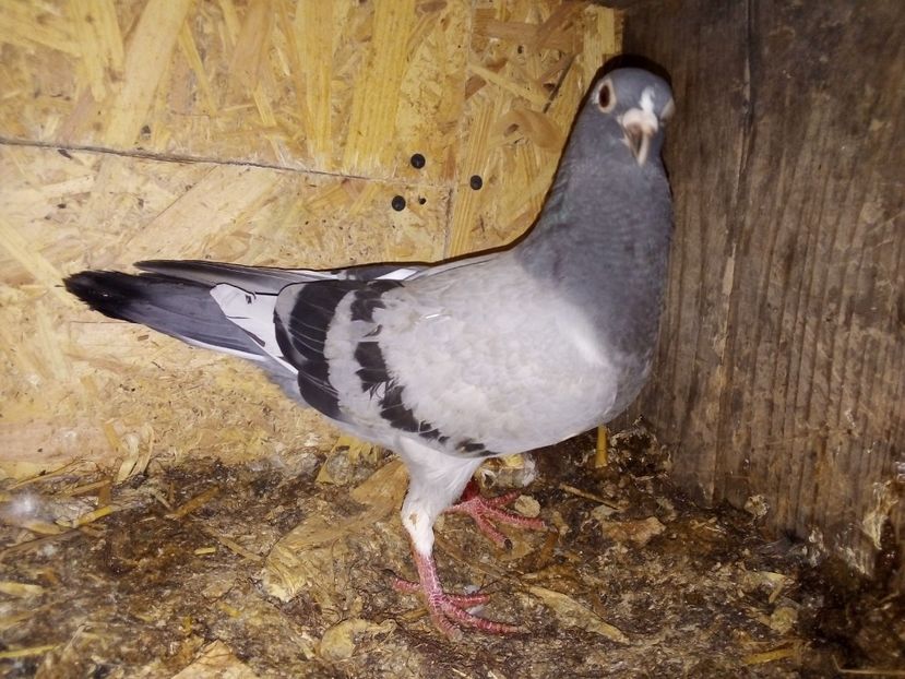  - Pui de porumbei voiajori 2019