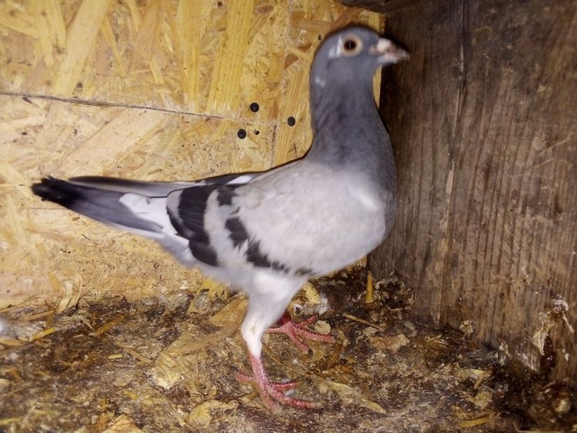  - Pui de porumbei voiajori 2019