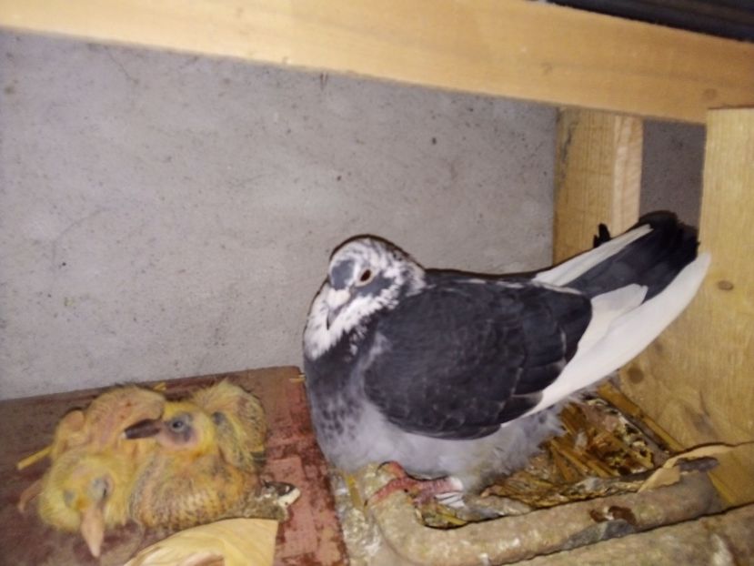  - Pui de porumbei voiajori 2019