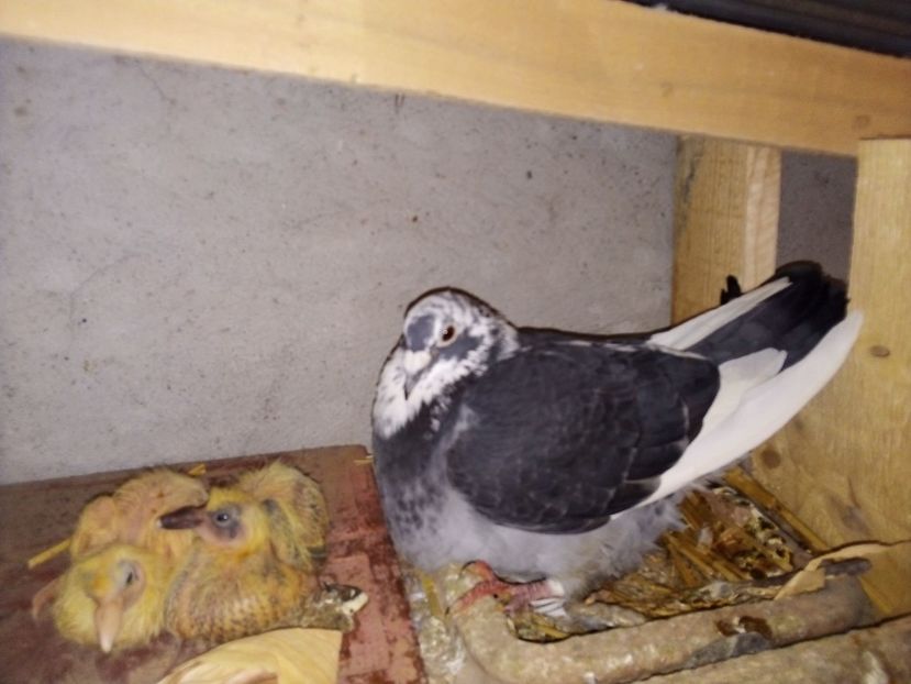  - Pui de porumbei voiajori 2019