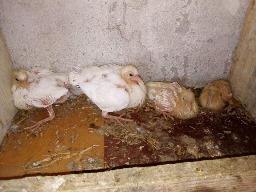  - Pui de porumbei voltați 2019