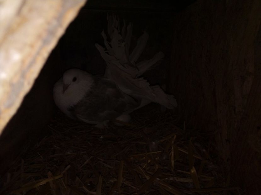  - Pui de porumbei voltați 2019