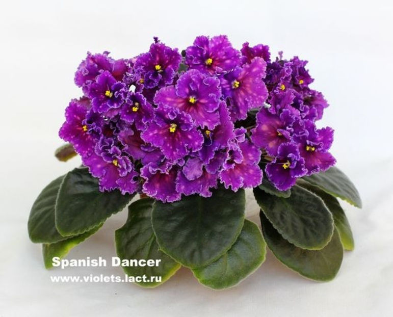 Spanish Dancer - violete carmendobrescu