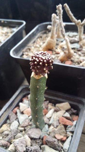  - cactusi 2019