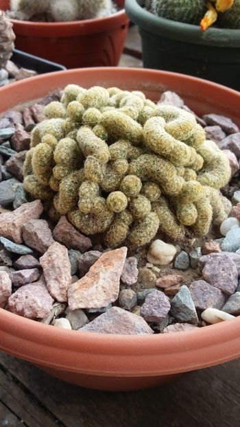  - cactusi 2019