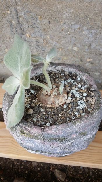  - cactusi 2019
