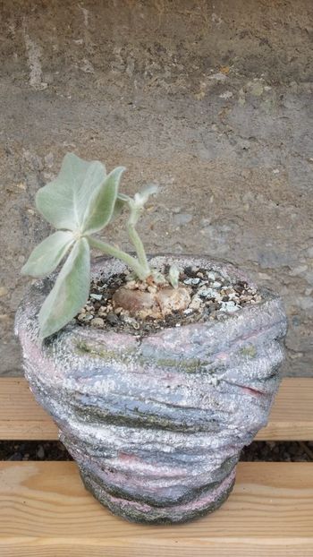  - cactusi 2019