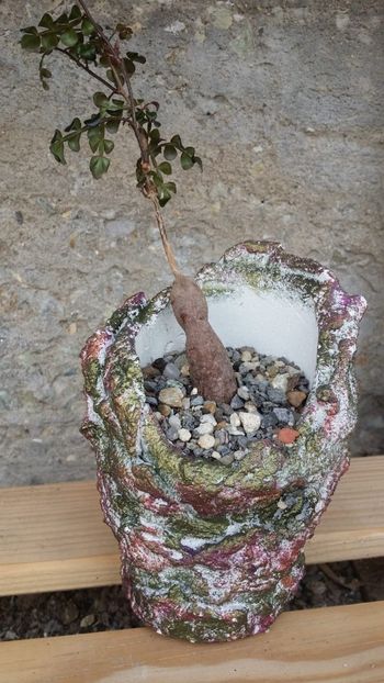  - cactusi 2019