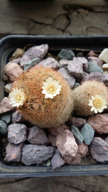  - cactusi 2019