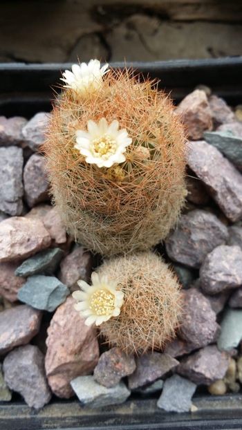  - cactusi 2019