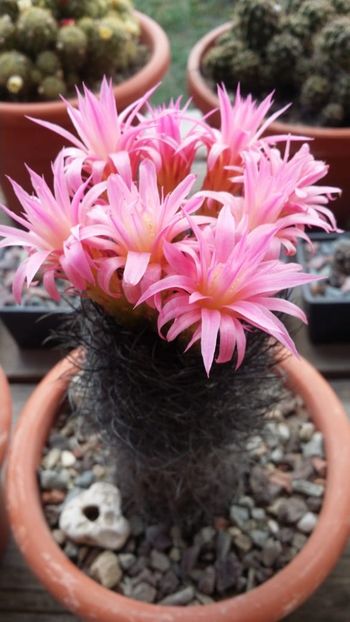 Eriosyce nidus var. multicolor - cactusi 2019
