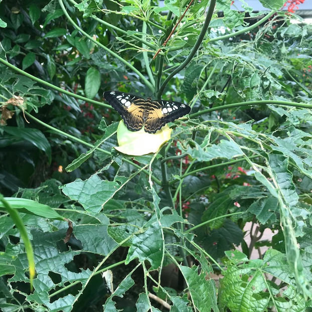  - Butterfly Gardens