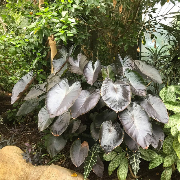  - Butterfly Gardens