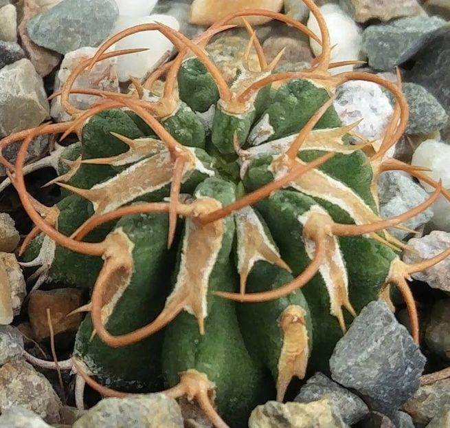 Euphorbia columnaris - Whish list pentru viata urmatoare1