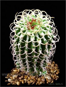 Euphorbia columnaris - Whish list pentru viata urmatoare1