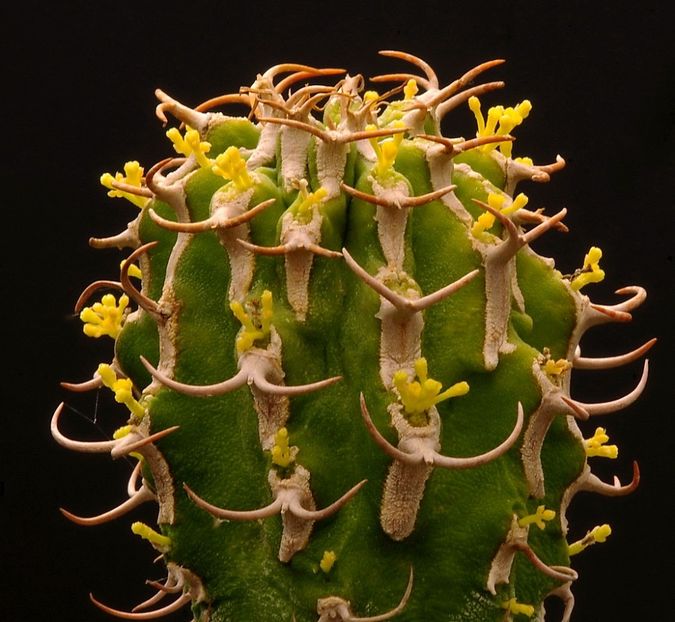Euphorbia columnaris - Whish list pentru viata urmatoare1