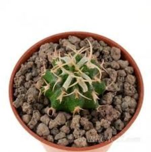 Euphorbia columnaris - Whish list pentru viata urmatoare1