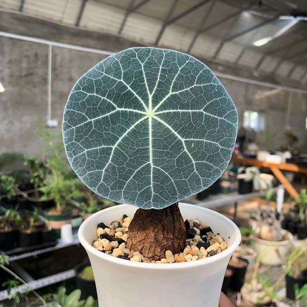 Stepfania sp. nova Blue Leaves - Whish list pentru viata urmatoare1