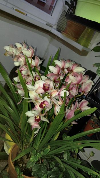  - cymbidium 2019