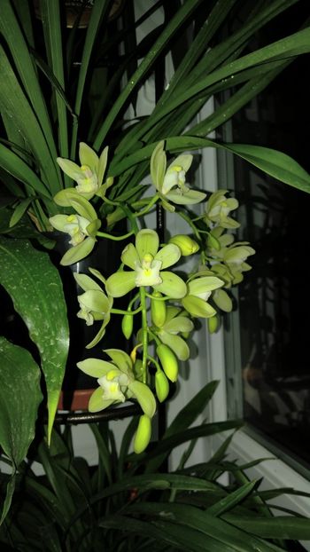  - cymbidium 2019