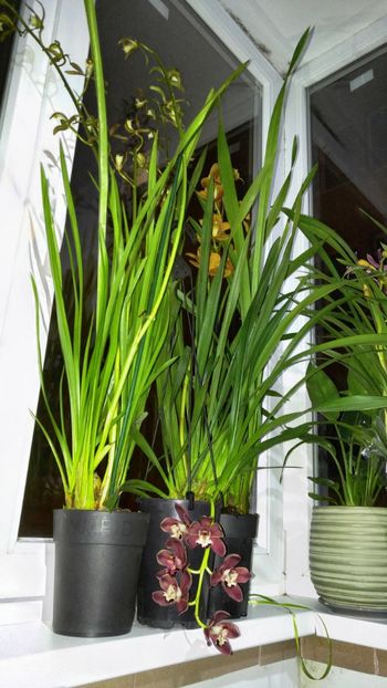  - cymbidium 2019