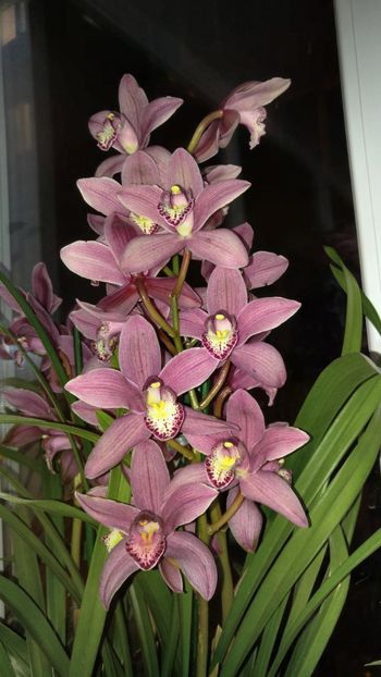  - cymbidium 2019