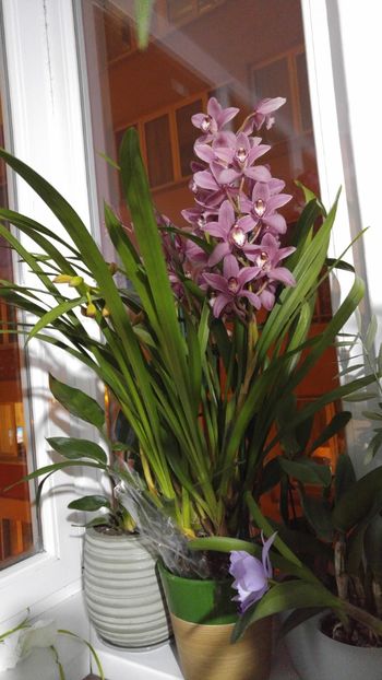  - cymbidium 2019