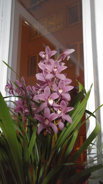  - cymbidium 2019
