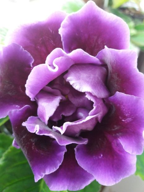  - gloxinia 2019