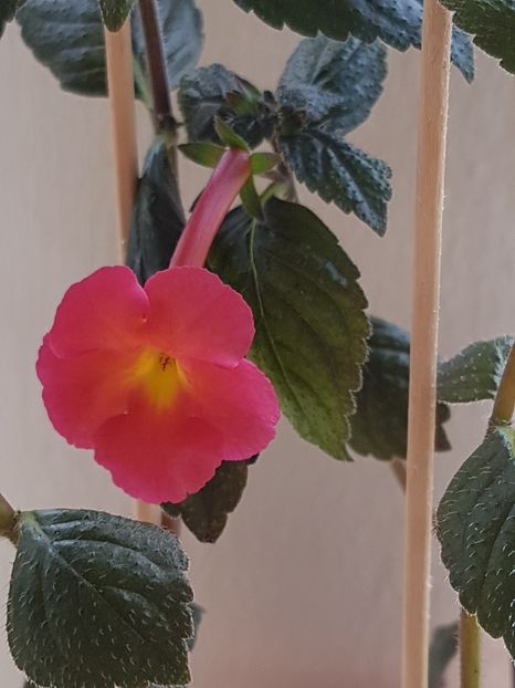 Peach cascade - Achimenes 2019