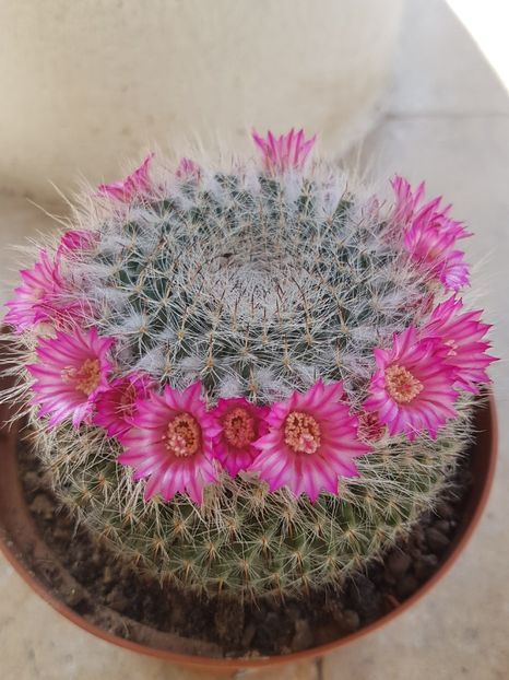 Mammillaria hahniana - Mammillaria