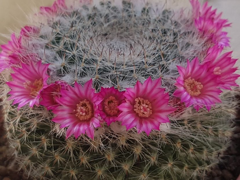 Mammillaria hahniana - Mammillaria