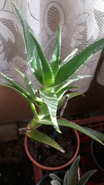  - Colectie aloe