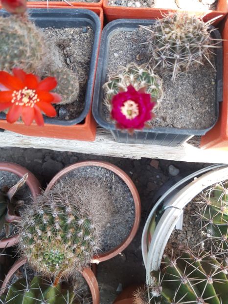 20190526_115831[1] - cactusii mei